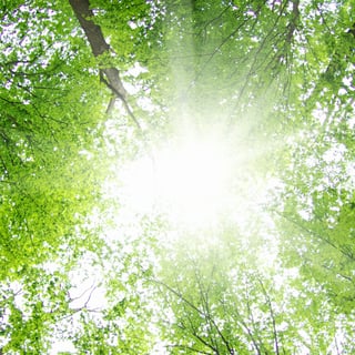 shutterstock_310485041